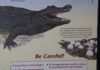Woman Killed in Alligator Attack While Swimming in Florida River