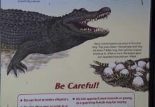 Woman Killed in Alligator Attack While Swimming in Florida River