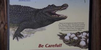 Woman Killed in Alligator Attack While Swimming in Florida River