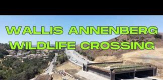 Wallis Annenberg Wildlife Crossing Update (07.30.26)