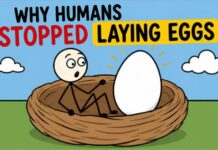 236-Million-Year-Old Fossil May Push Mammalian Live Birth Back 90 Million Years Humans Used To Lay Eggs. Here's Why We Stopped.