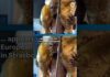 Gold Nude Trump Shocks EU Parliament Nude gold Trump statue appears in European Parliament. See the sculpture.