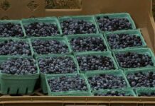 Crucial products for Maine's agricultural industries will be exempt from tariffs, Sen. Collins says